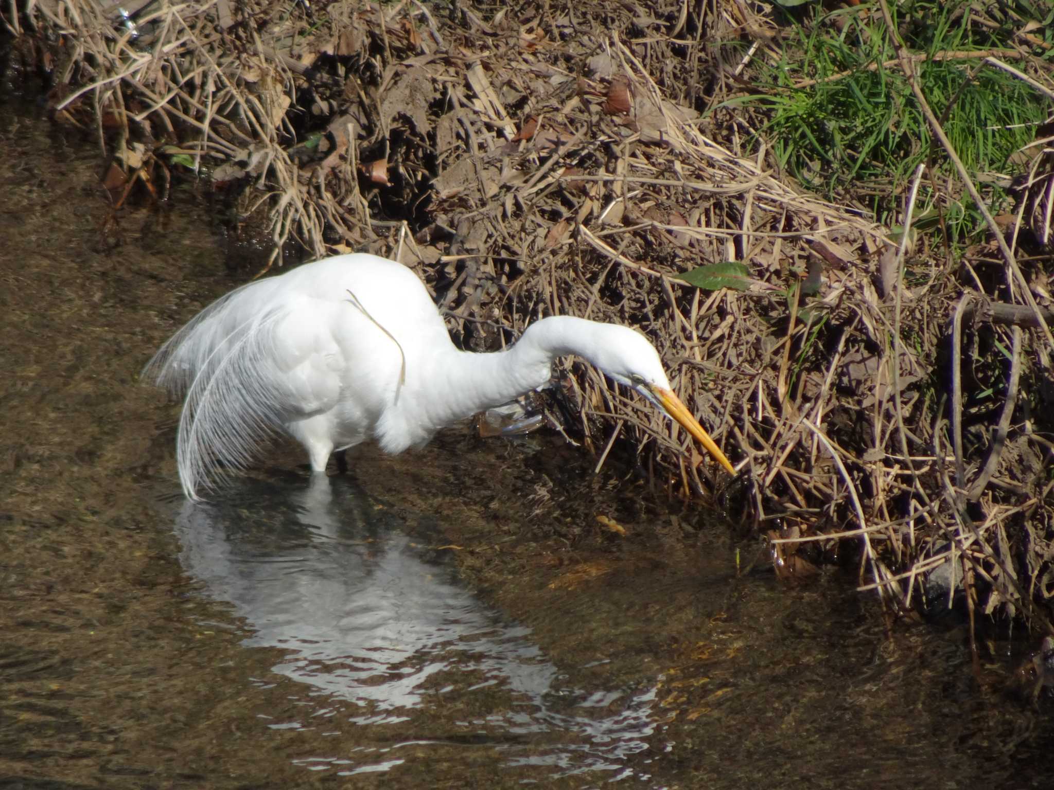 Photo of Great Egret at 恩田川(高瀬橋付近) by Kozakuraband