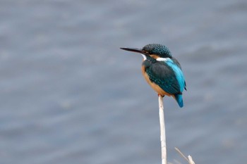 Common Kingfisher 京都市 Thu, 12/19/2019