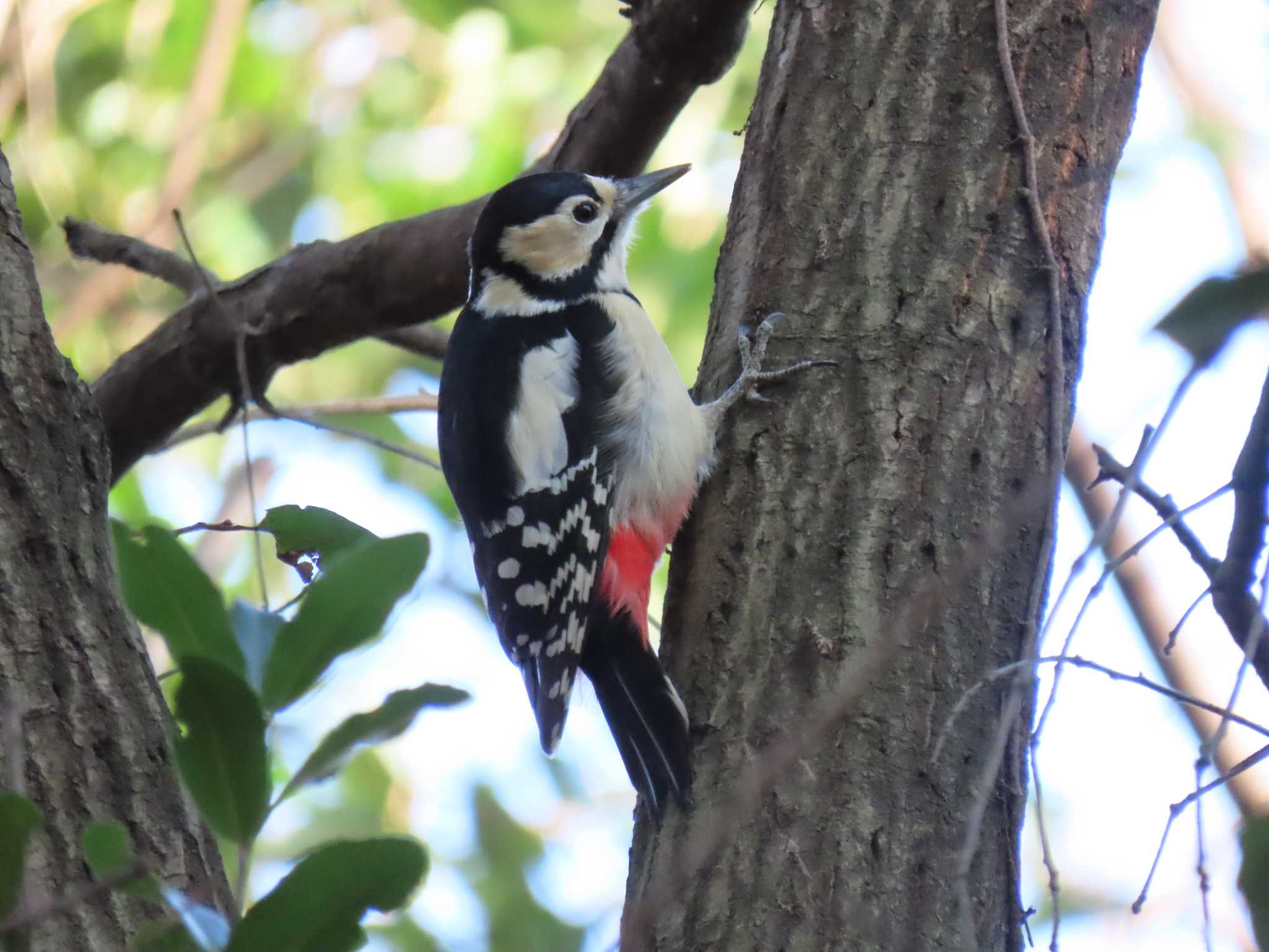 Photo of Great Spotted Woodpecker at Mizumoto Park by 38