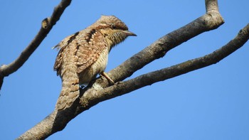 Eurasian Wryneck