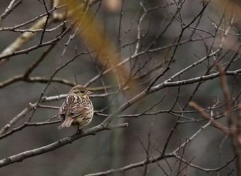 アオジ 北本自然観察公園 2020年1月27日(月)