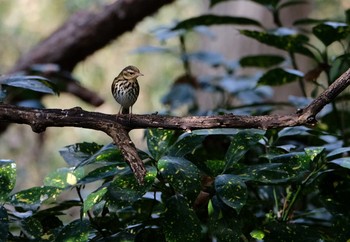Olive-backed Pipit 京都市御所 Tue, 1/21/2020