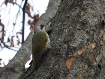 2020年1月19日(日) 京都御苑の野鳥観察記録