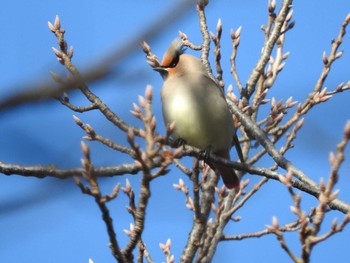 Japanese Waxwing 山田池公園 Fri, 1/31/2020