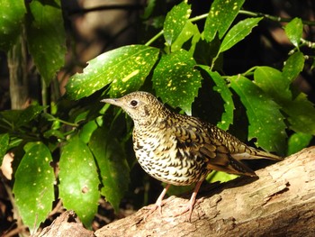 White's Thrush 山田池公園 Fri, 1/31/2020