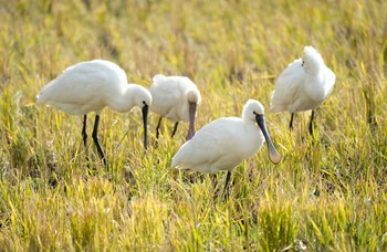 Eurasian Spoonbill 出水 Tue, 12/31/2019