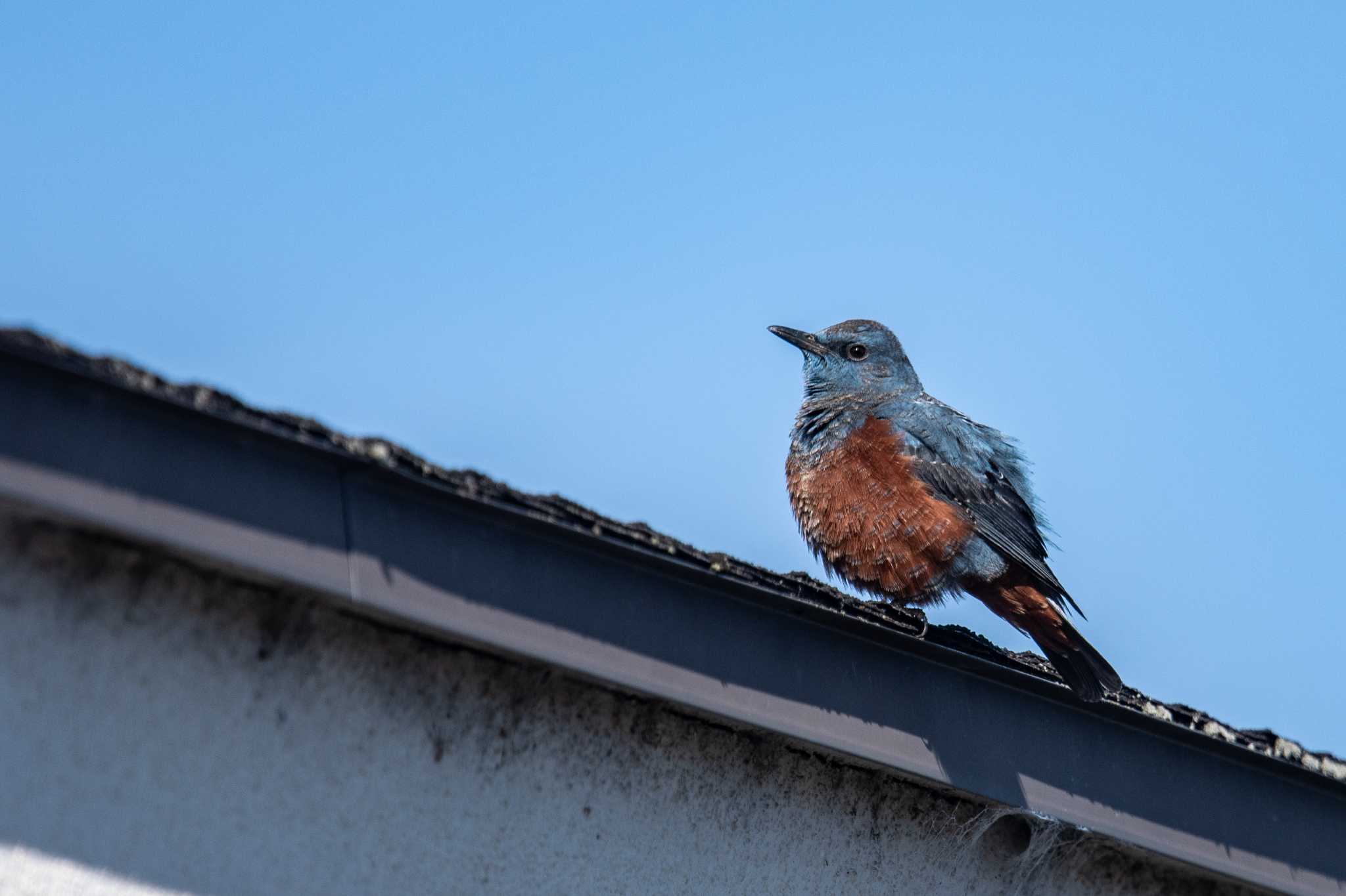 宝塚市仁川 イソヒヨドリの写真 by ときのたまお