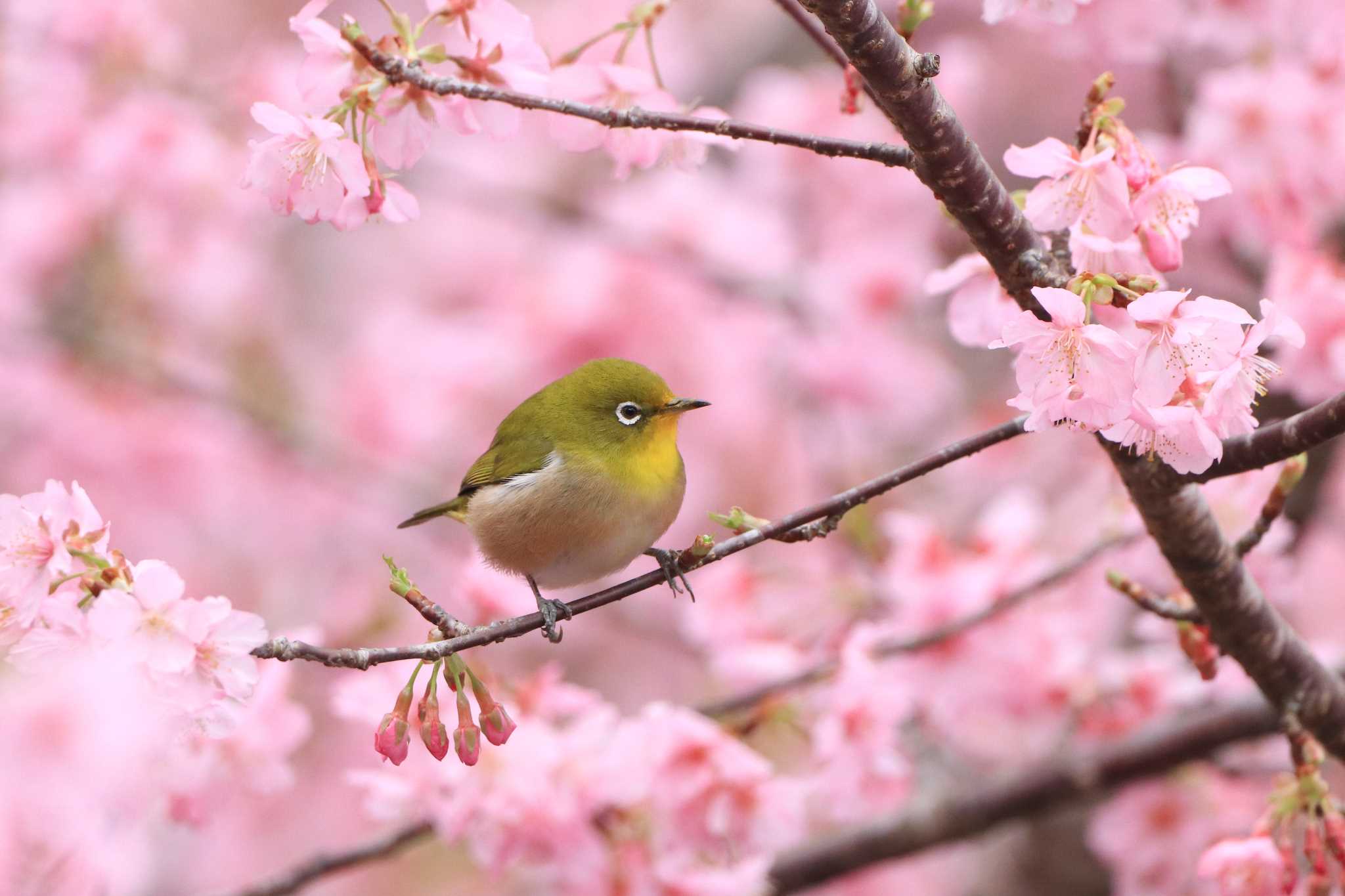 Photo of Warbling White-eye at Amami Forest Police by とみやん