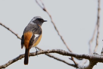 Daurian Redstart 湖山池(鳥取市) Mon, 2/3/2020