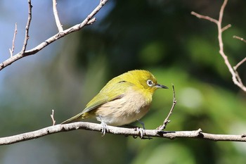 Warbling White-eye 野鳥の森 Mon, 2/3/2020