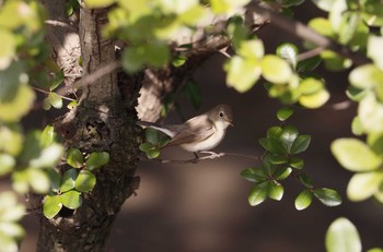 Red-breasted Flycatcher 和歌山城公園 Wed, 2/5/2020