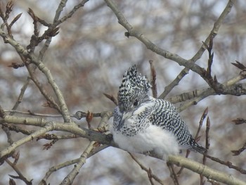 2020年2月5日(水) 真駒内公園の野鳥観察記録