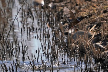 カワセミ 埼玉県川口市 2020年2月5日(水)