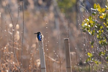 カワセミ 埼玉県川口市 2020年2月5日(水)