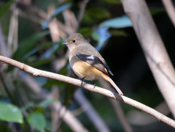 2020年2月5日(水) 加木屋緑地の野鳥観察記録