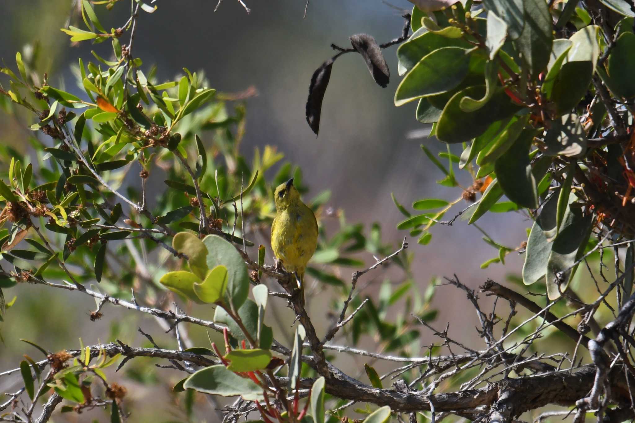 Photo of Yellow Honeyeater at Lake Field National Park by あひる