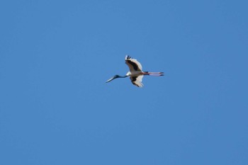 Black-necked Stork Lake Field National Park Mon, 10/14/2019