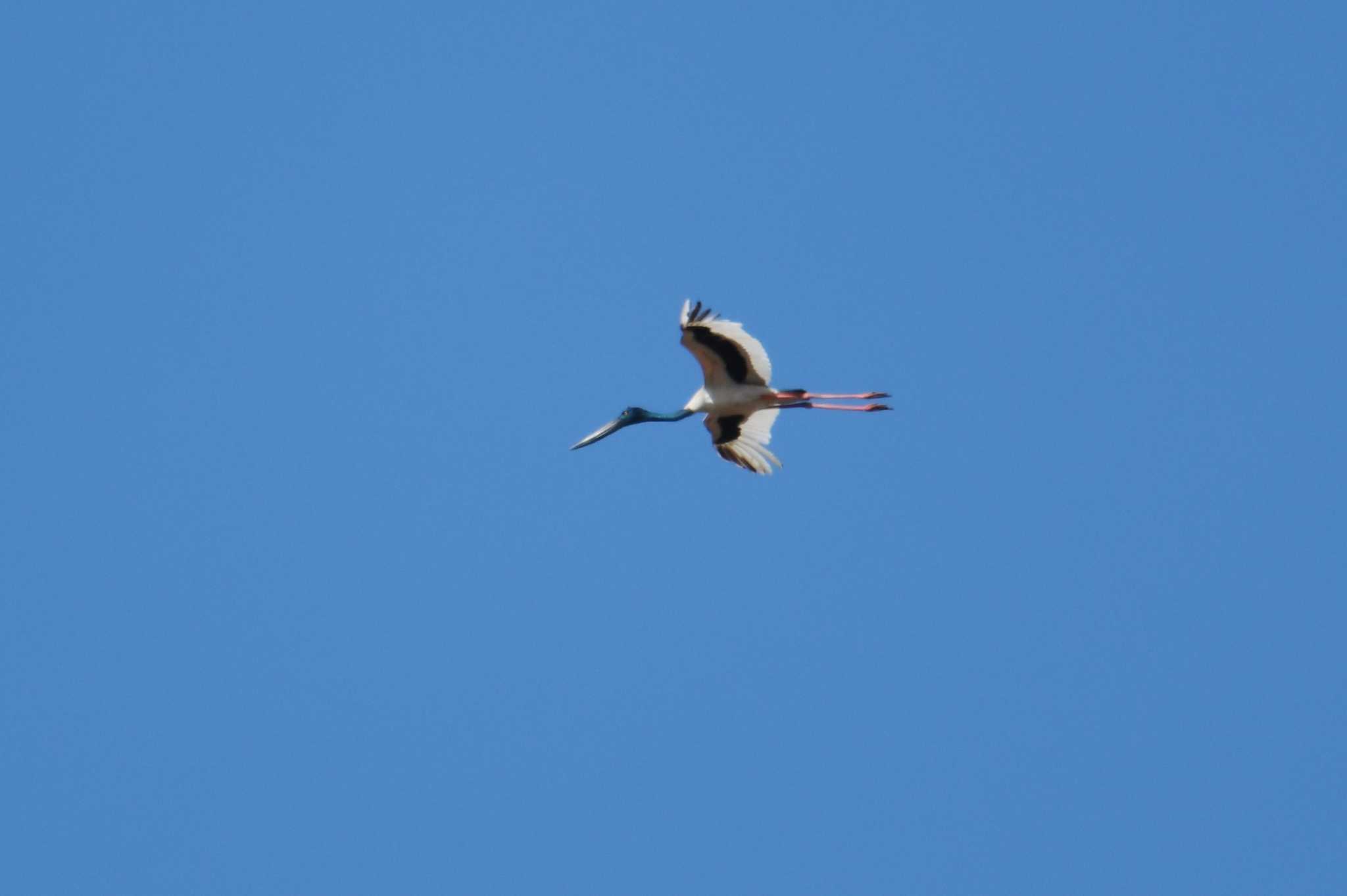 Black-necked Stork