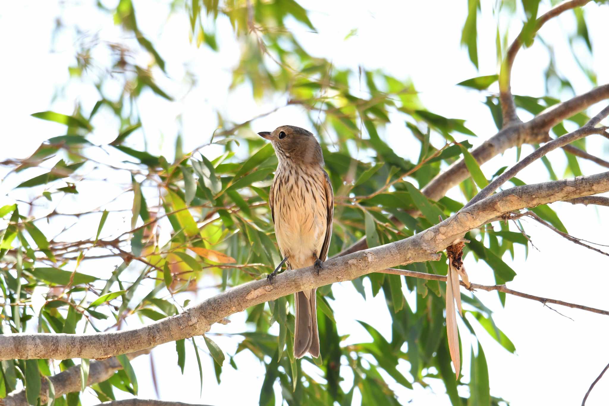 Rufous Whistler