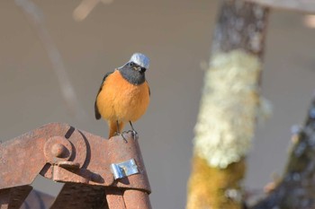 ジョウビタキ 早川町草塩付近 2020年2月1日(土)