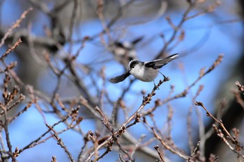 Long-tailed Tit Suwako Lake Sun, 1/26/2020