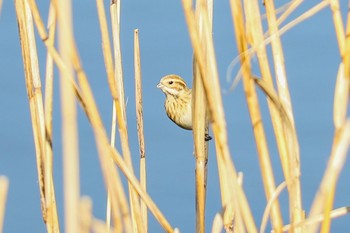 Common Reed Bunting Kasai Rinkai Park Wed, 2/5/2020