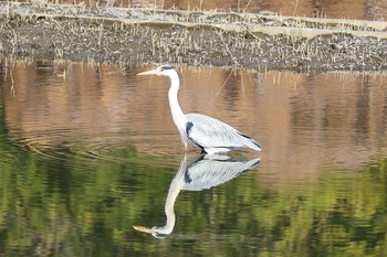 アオサギ 葛西臨海公園 2020年2月5日(水)