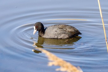 Eurasian Coot Kasai Rinkai Park Wed, 2/5/2020