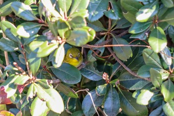 Warbling White-eye Kasai Rinkai Park Wed, 2/5/2020