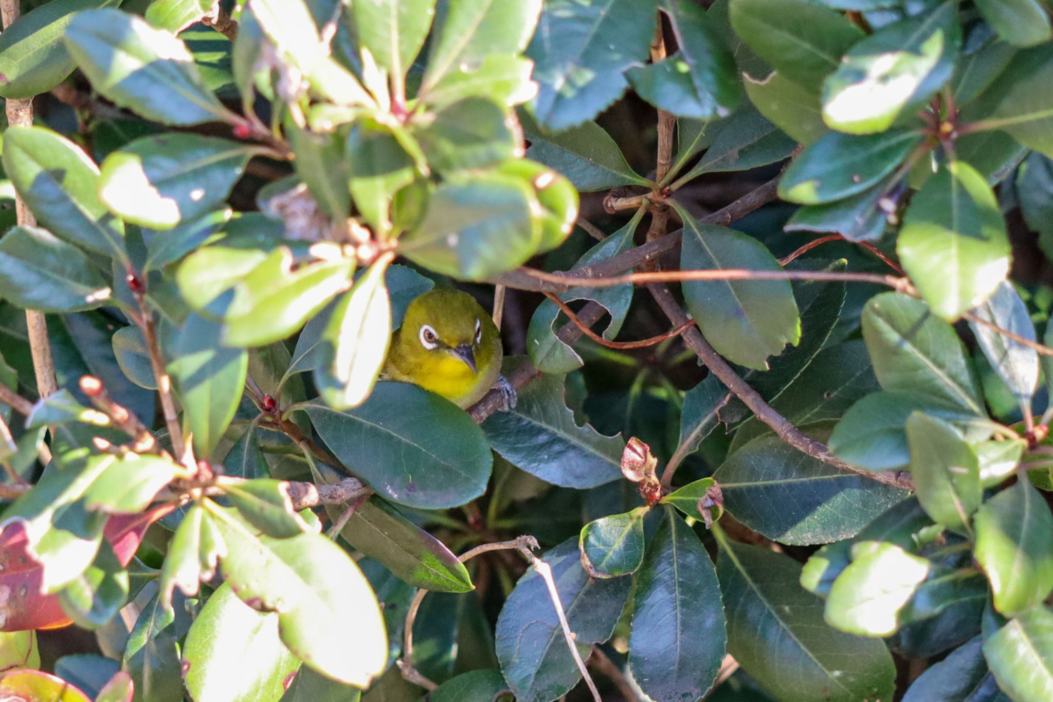 Photo of Warbling White-eye at Kasai Rinkai Park by amachan