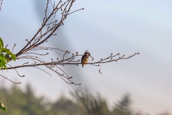 Common Kingfisher Kasai Rinkai Park Wed, 2/5/2020