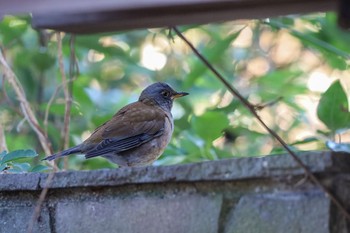 Pale Thrush Kasai Rinkai Park Wed, 2/5/2020