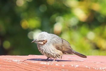 Brown-eared Bulbul Kasai Rinkai Park Wed, 2/5/2020