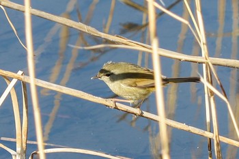 Japanese Bush Warbler Kasai Rinkai Park Wed, 2/5/2020