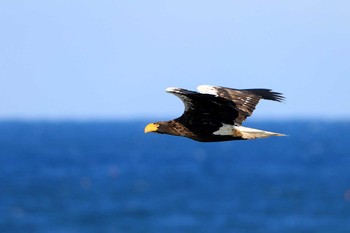 Sun, 1/26/2020 Birding report at 温根元ハイド