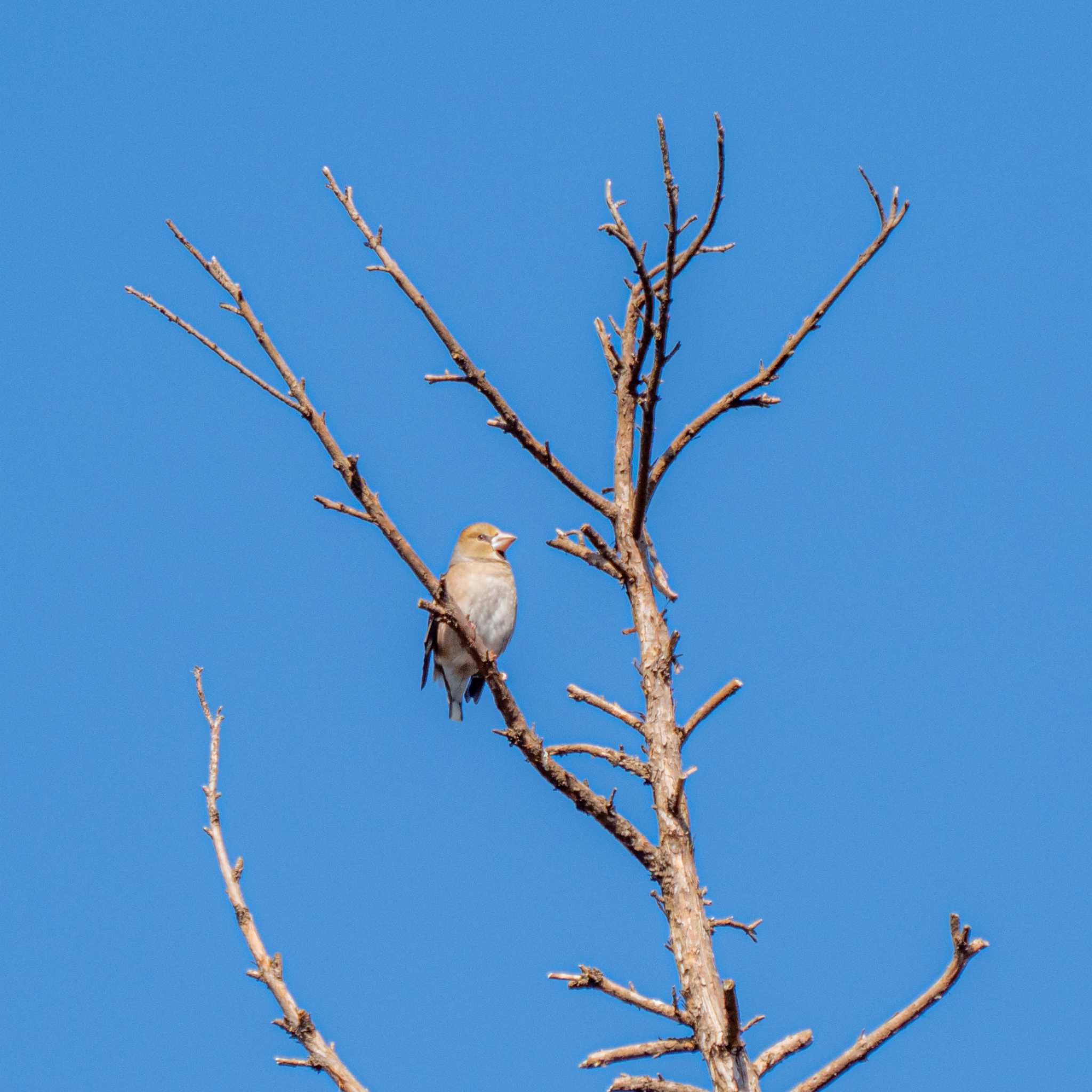 Photo of Hawfinch at 涸沼自然公園 by かぐやパパ