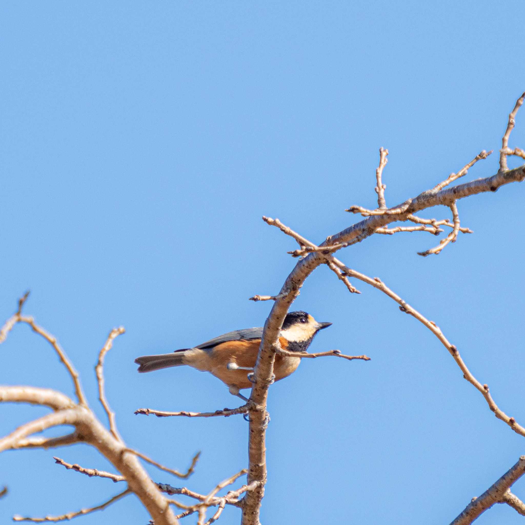 Photo of Varied Tit at 涸沼自然公園 by かぐやパパ