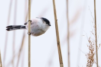 Long-tailed Tit 湖山池(鳥取市) Unknown Date