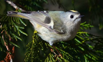 Goldcrest 東京都多摩地域 Fri, 1/31/2020