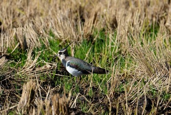 Northern Lapwing 出水 Wed, 1/1/2020