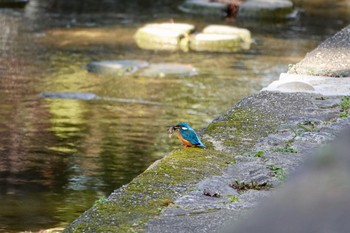 カワセミ 夙川河川敷緑地(夙川公園) 2020年2月4日(火)