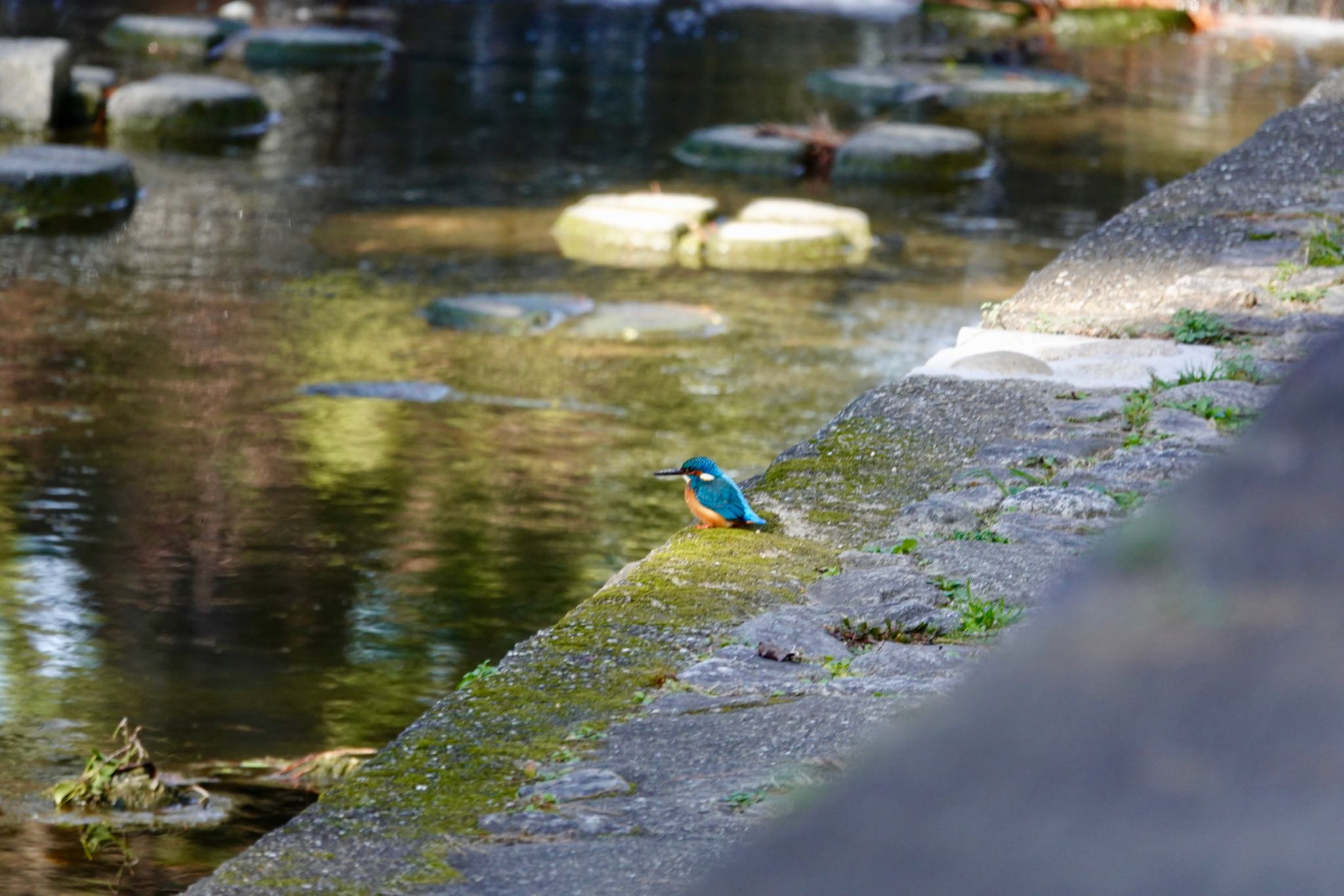 夙川河川敷緑地(夙川公園) カワセミの写真 by speedgame