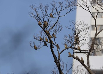 Japanese Waxwing 和歌山城公園 Wed, 2/5/2020