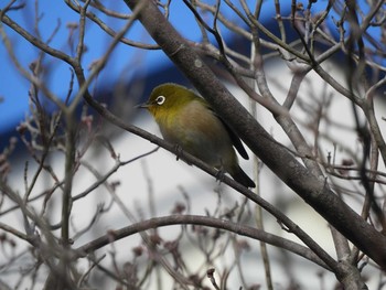 Warbling White-eye 倉敷市藤戸町 Thu, 2/6/2020