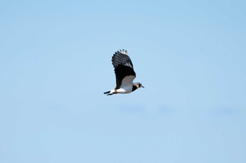 Northern Lapwing 出水 Wed, 1/1/2020