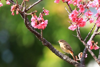 Wed, 1/29/2020 Birding report at 宇検村総合運動公園(奄美大島)