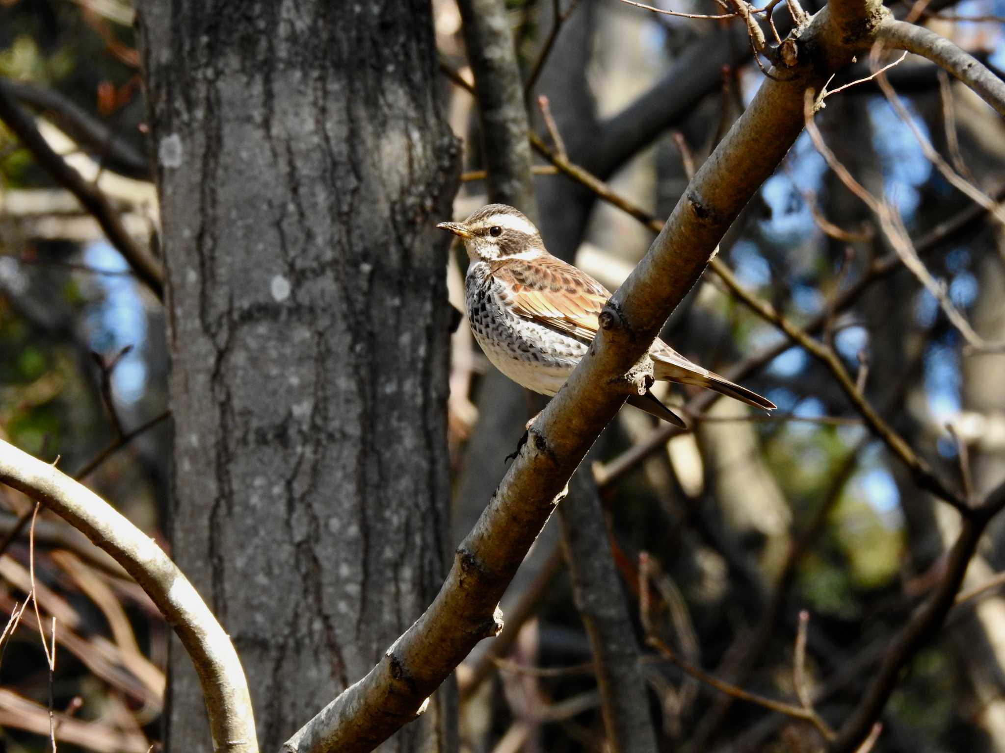 Photo of Dusky Thrush at 21世紀の森と広場(千葉県松戸市) by TK2