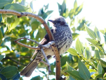 2020年2月6日(木) 木更津市金田の野鳥観察記録