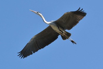 アオサギ 野川 2020年2月5日(水)