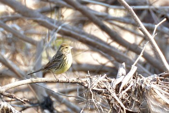 Masked Bunting Nogawa Wed, 2/5/2020